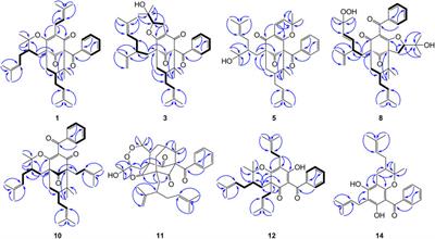 Polyprenylated Acylphloroglucinols With Different Carbon Skeletons From the Fruits of Garcinia multiflora